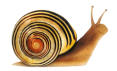 snail.jpg